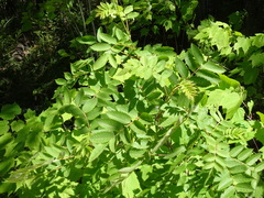 Sorbus decora