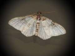 Xanthorhoe fluctuata