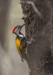 Dinopium benghalense