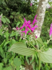Salvia purpurea