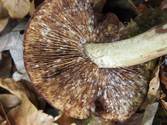 Tricholoma ustale