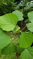 Mallotus paniculatus