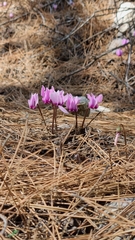 Cyclamen graecum