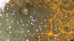 Ceratocladium