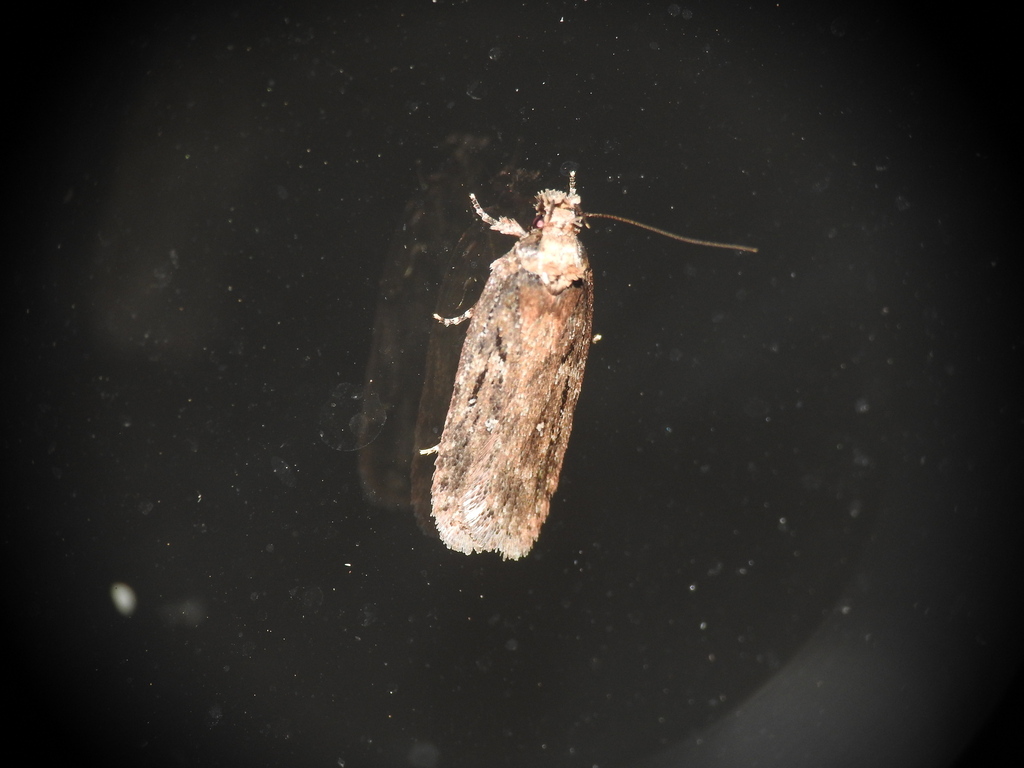 Carrot Flat-body