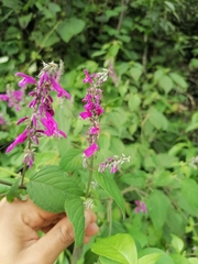 Salvia purpurea