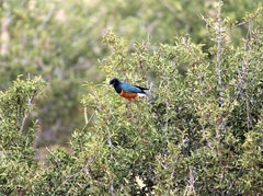 Lamprotornis superbus