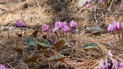 Cyclamen graecum