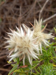 Phylica plumosa