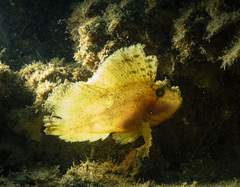 Taenianotus triacanthus