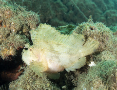 Taenianotus triacanthus