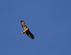 Buteo jamaicensis