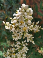 Nandina domestica