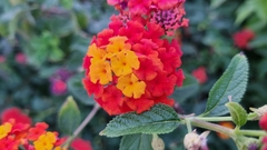 Lantana horrida