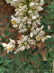Nandina domestica