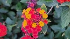 Lantana horrida