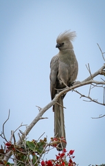 Corythaixoides concolor