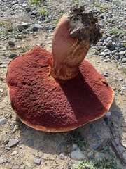 Rubroboletus pulcherrimus