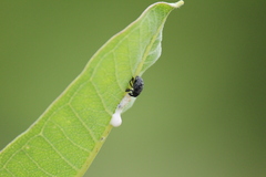 Rhyssomatus lineaticollis