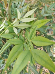 Nandina domestica