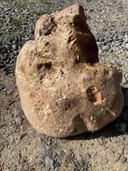 Rubroboletus pulcherrimus