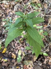 Ruellia strepens