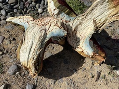 Rubroboletus pulcherrimus