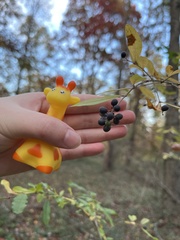 Ligustrum obtusifolium