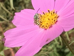 Agapostemon texanus