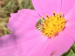 Agapostemon texanus