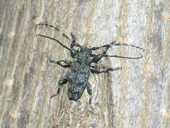Aegomorphus clavipes