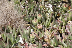 Carpobrotus mellei