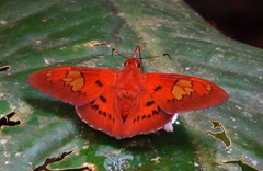 Euriphellus euribates