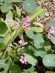 Oxalis debilis
