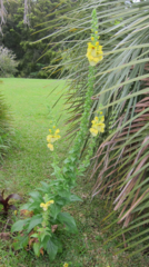 Verbascum creticum