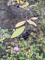 Ligustrum obtusifolium