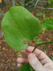 Smilax rotundifolia