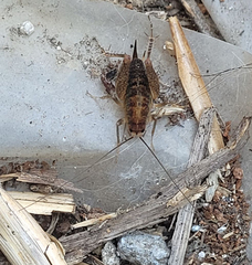 Pristoceuthophilus pacificus