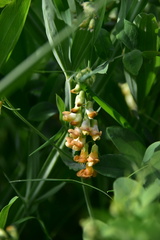 Lathyrus sulphureus