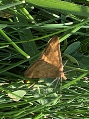 Pyrausta subsequalis