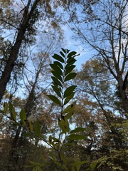 Ligustrum obtusifolium