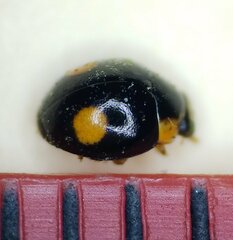 Hyperaspis ornatella