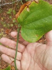 Smilax rotundifolia