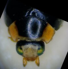 Hyperaspis ornatella