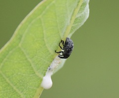 Rhyssomatus lineaticollis