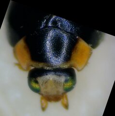 Hyperaspis ornatella