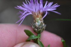 Centaurea spinosociliata