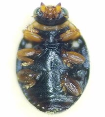 Hyperaspis ornatella