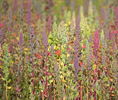 Chenopodium quinoa