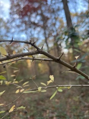 Ligustrum obtusifolium